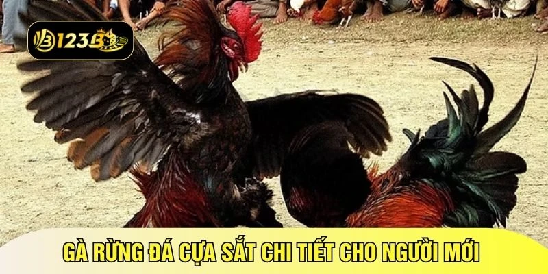 Gà rừng đá cựa sắt chi tiết cho người mới