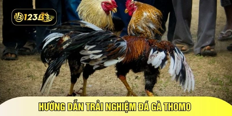 Hướng dẫn trải nghiệm đá gà Thomo