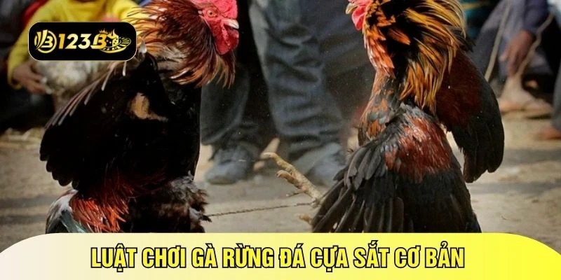 Luật chơi gà rừng đá cựa sắt cơ bản